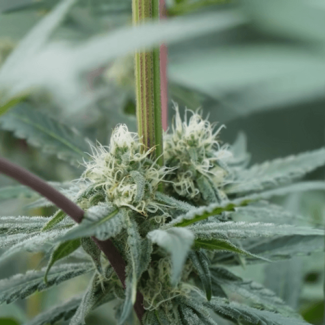 Auto Northern Lights Fem