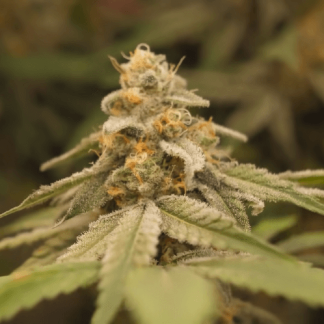 Auto Northern Lights Fem