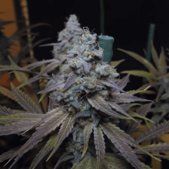 Auto Northern Lights Fem