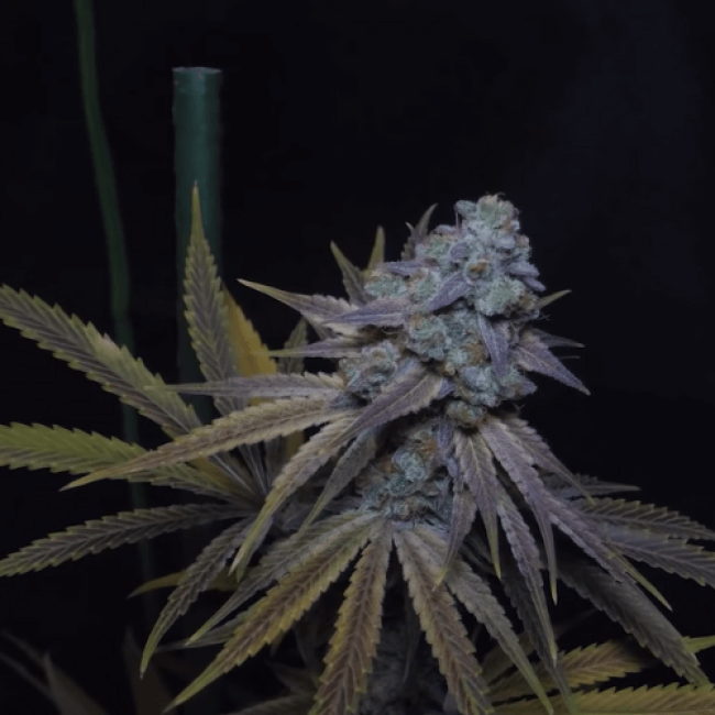 Auto Northern Lights Fem
