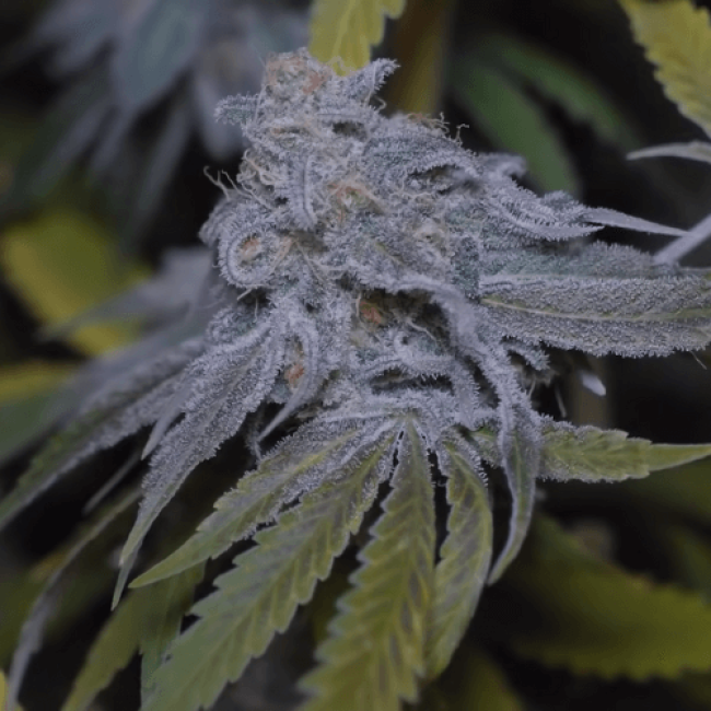 Auto Northern Lights Fem