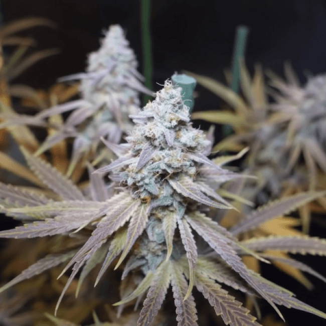 Auto Northern Lights Fem
