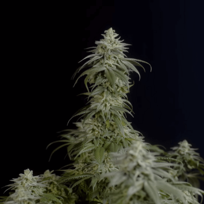 Насіння конопель Auto Northern Lights