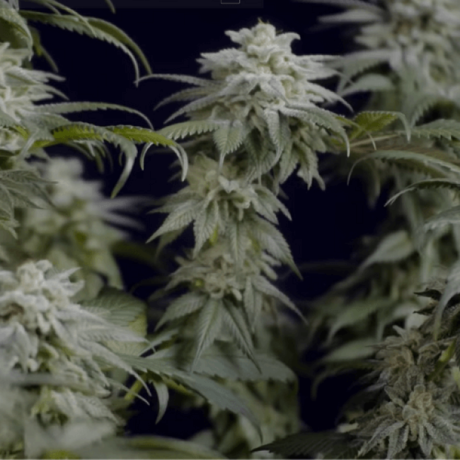 Насіння конопель Auto Northern Lights