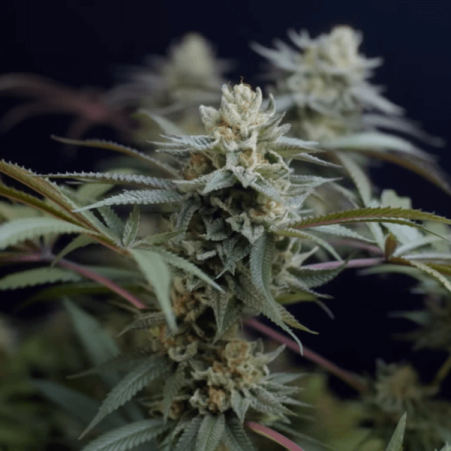 Насіння конопель Auto Northern Lights