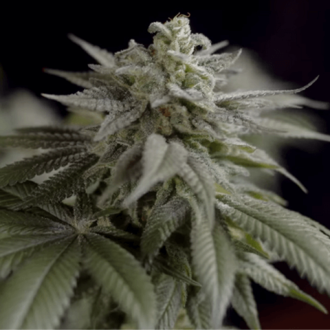 Насіння конопель Auto Northern Lights