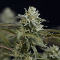 Auto Northern Lights