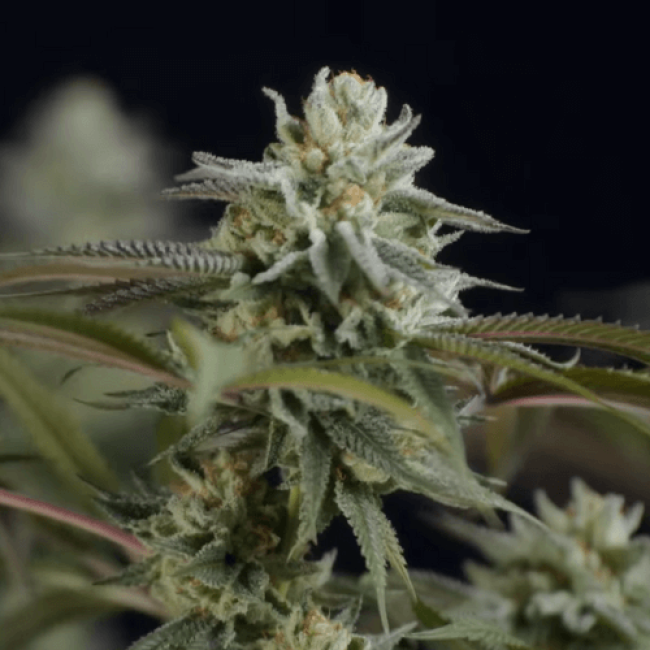 Насіння конопель Auto Northern Lights Насіння конопель Auto Northern Lights