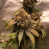 Auto NYC Diesel Feminised