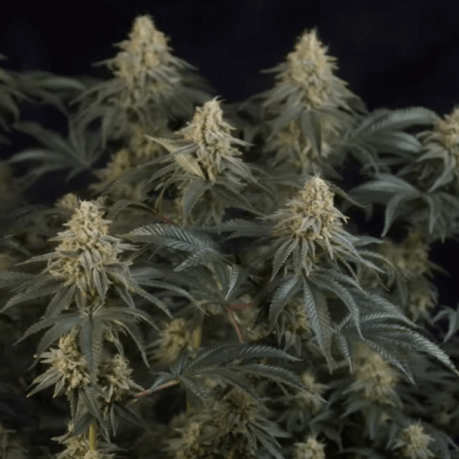 Семена конопли Auto Osiris
