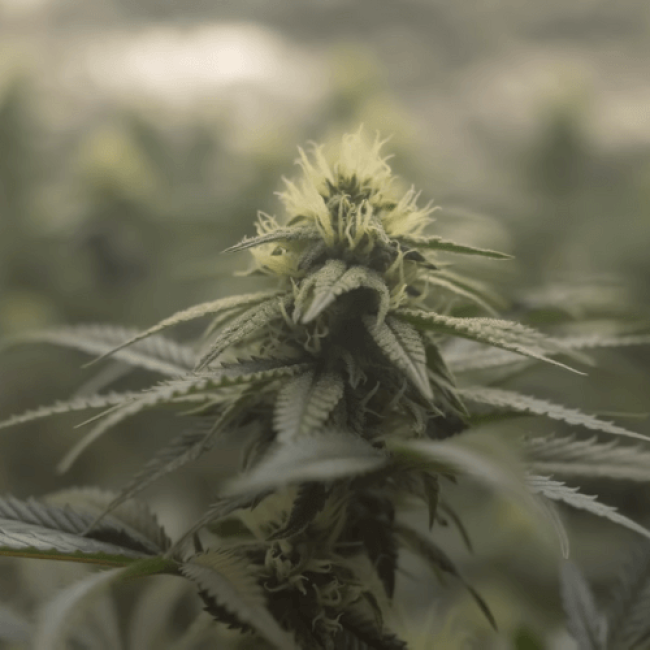 Auto Pineapple