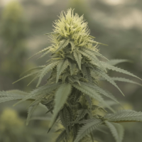 Auto Pineapple