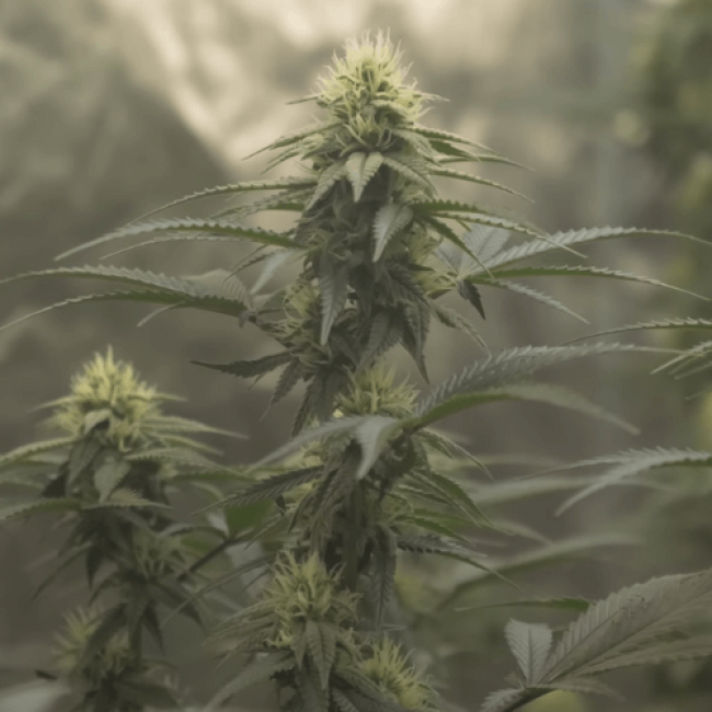 Auto Pineapple
