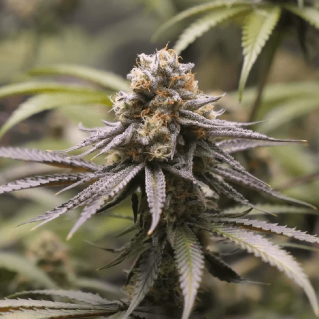 Auto Pounder with Cheese