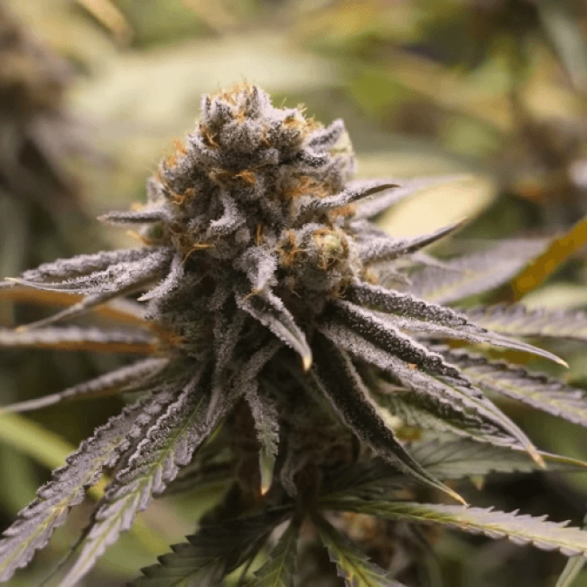 Auto Pounder with Cheese