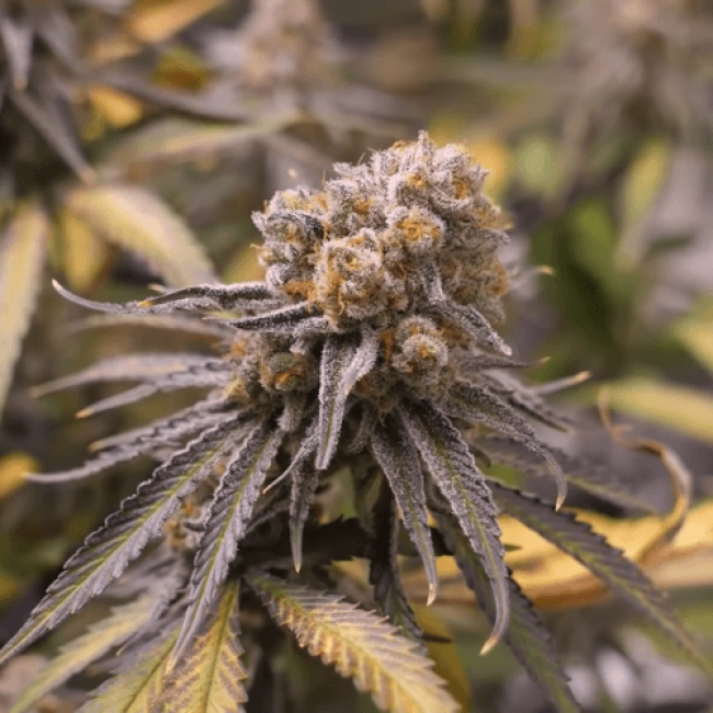 Auto Pounder with Cheese