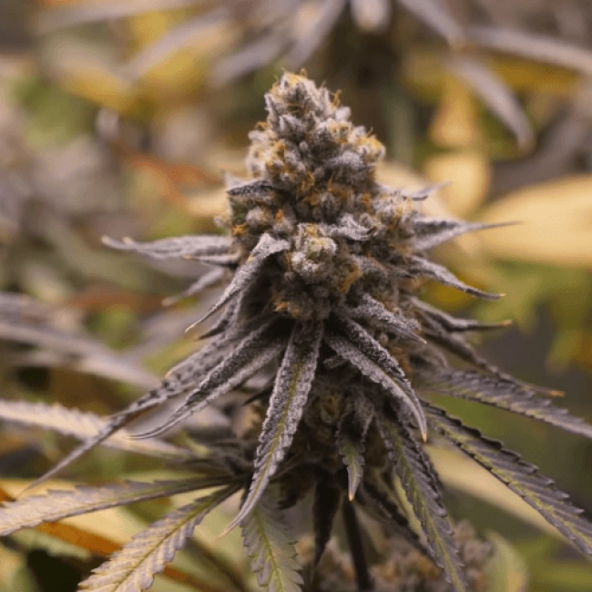 Auto Pounder with Cheese