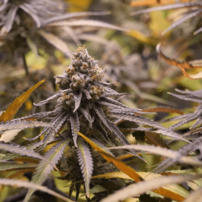 Auto Pounder with Cheese