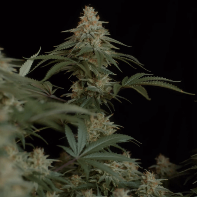 Семена конопли Auto Power Skunk