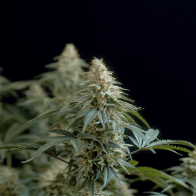 Семена конопли Auto Power Skunk