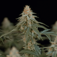 Auto Power Skunk