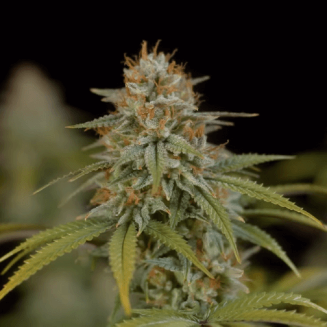 Семена конопли Auto Power Skunk