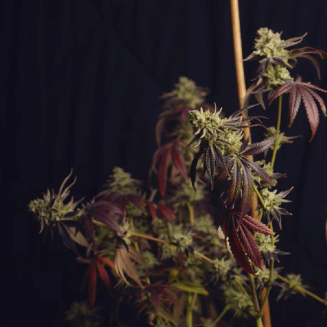 Семена конопли Auto Purple Ryder