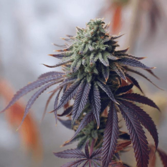 Семена конопли Auto Purple Ryder