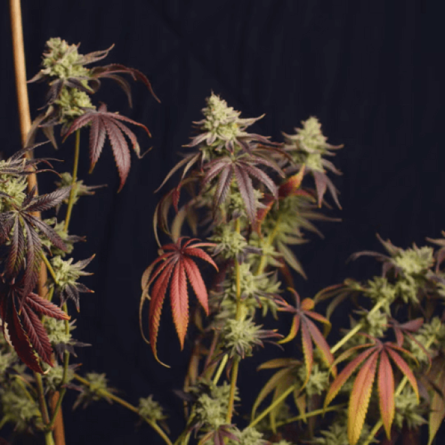 Семена конопли Auto Purple Ryder