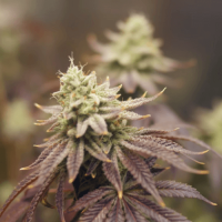 Auto Purple Ryder