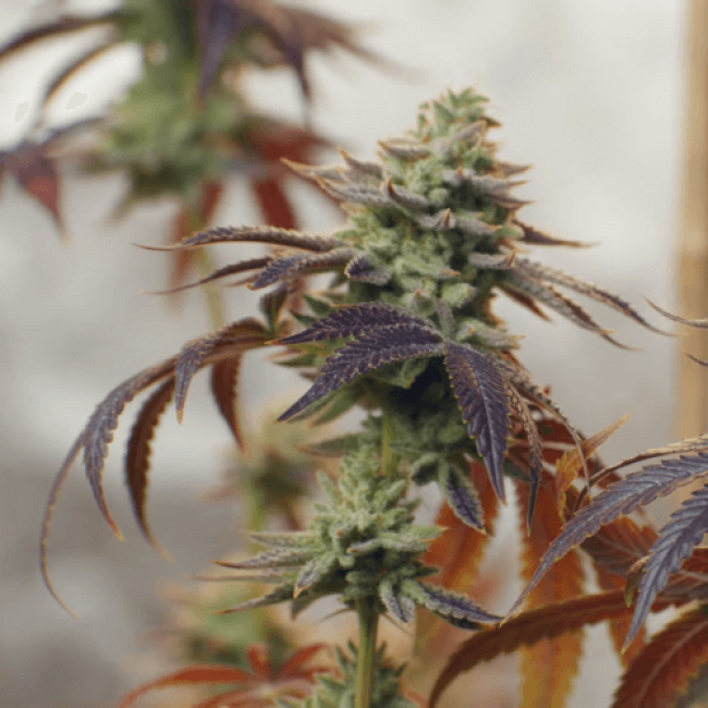 Семена конопли Auto Purple Ryder