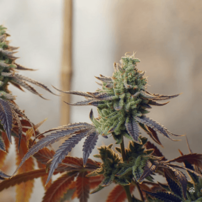 Семена конопли Auto Purple Ryder