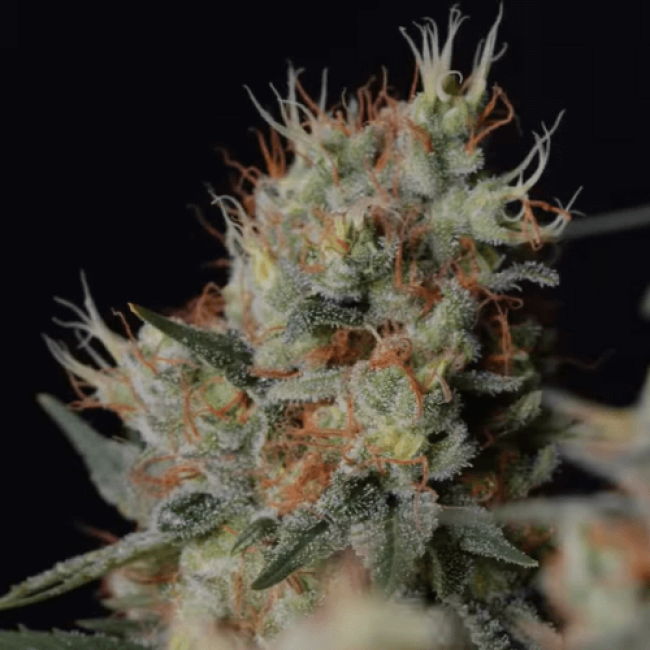 Auto Red-Cherry-Berry