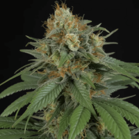 Auto Red Cherry Berry