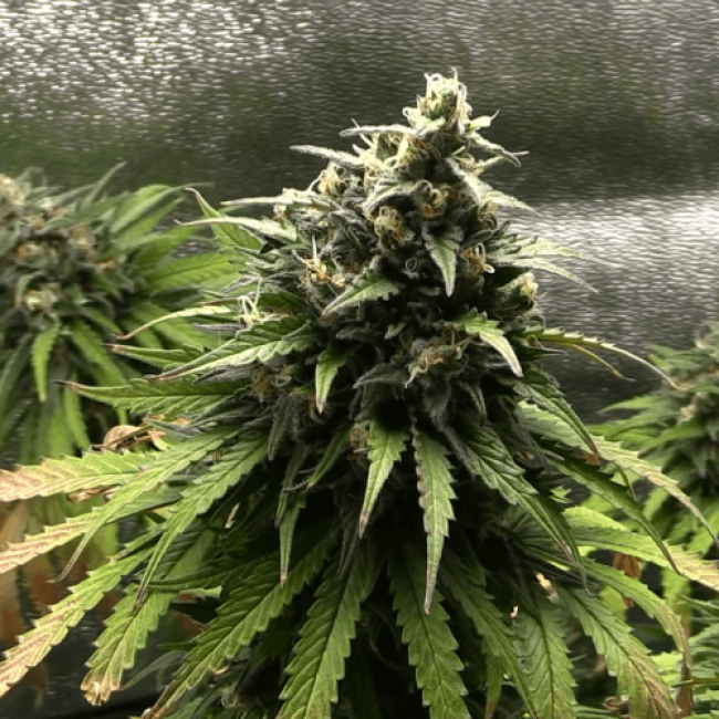 Семена конопли Auto Silver Bullet Fem