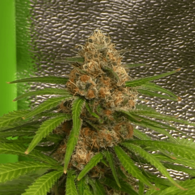 Семена конопли Auto Silver Bullet Fem
