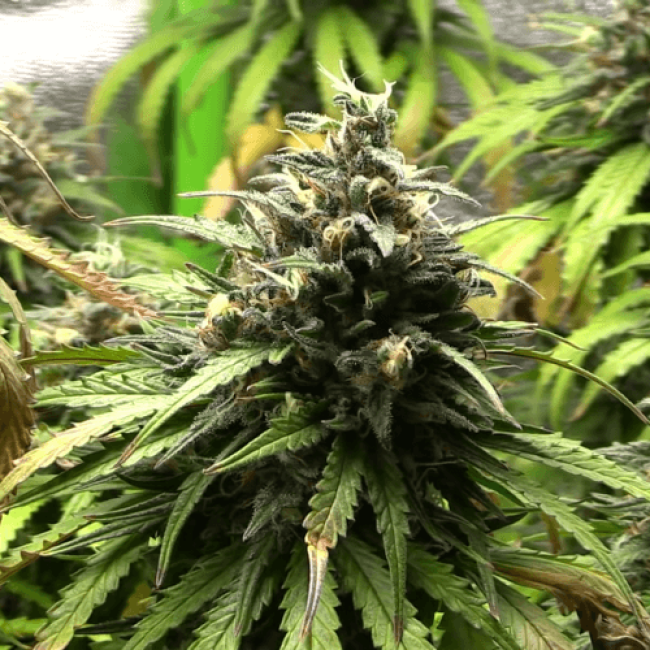 Семена конопли Auto Silver Bullet Fem