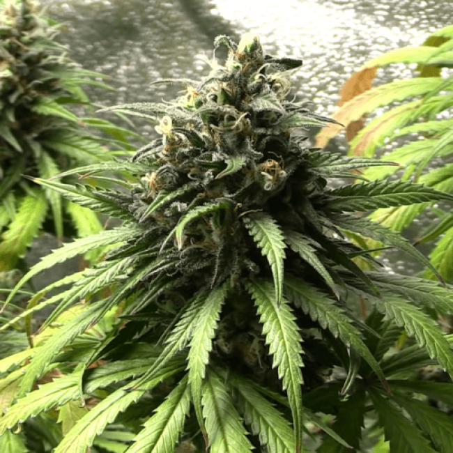 Семена конопли Auto Silver Bullet Fem