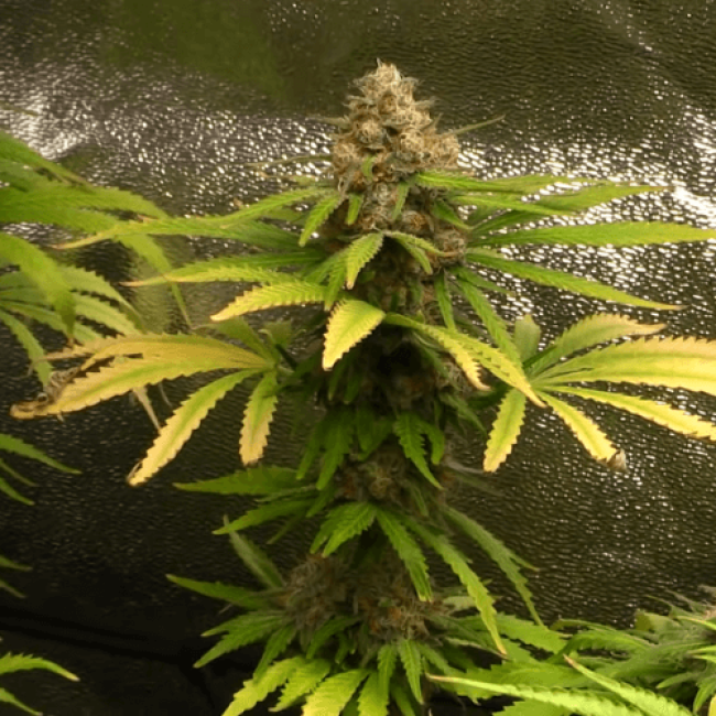 Семена конопли Auto Silver Bullet Fem