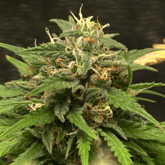 Семена конопли Auto Silver Bullet Fem