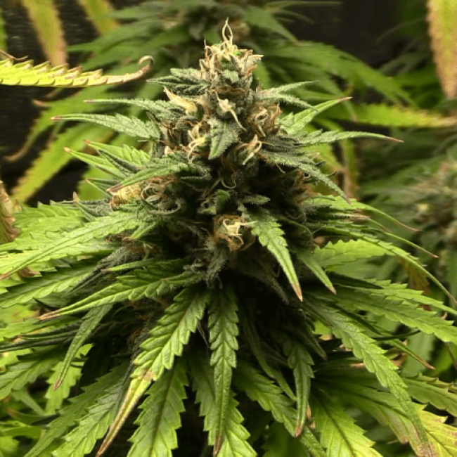 Семена конопли Auto Silver Bullet Fem