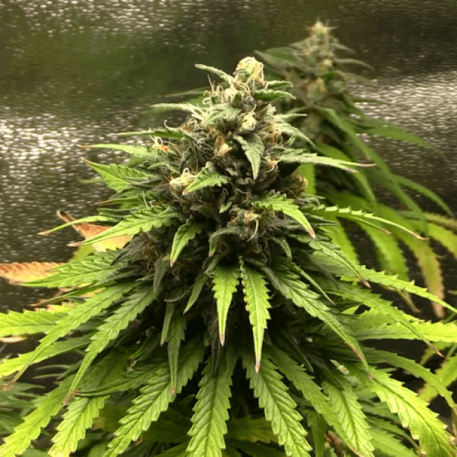 Семена конопли Auto Silver Bullet Fem