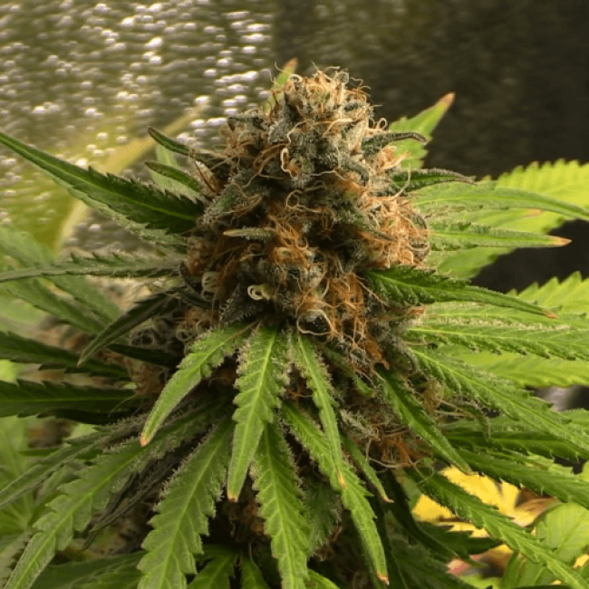 Семена конопли Auto Silver Bullet Fem