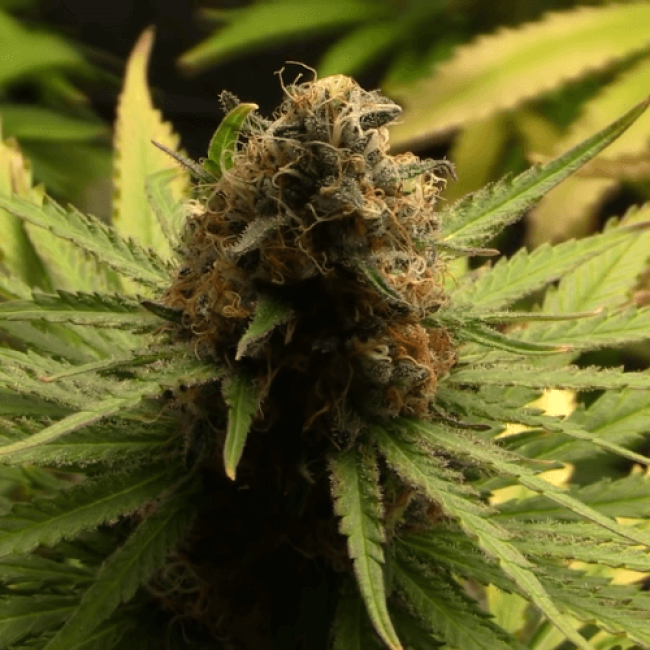 Семена конопли Auto Silver Bullet Fem