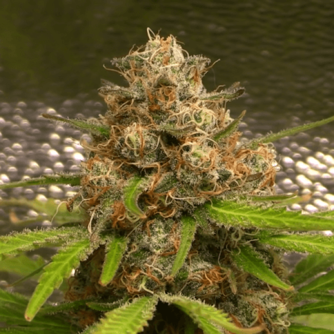 Семена конопли Auto Silver Bullet Fem