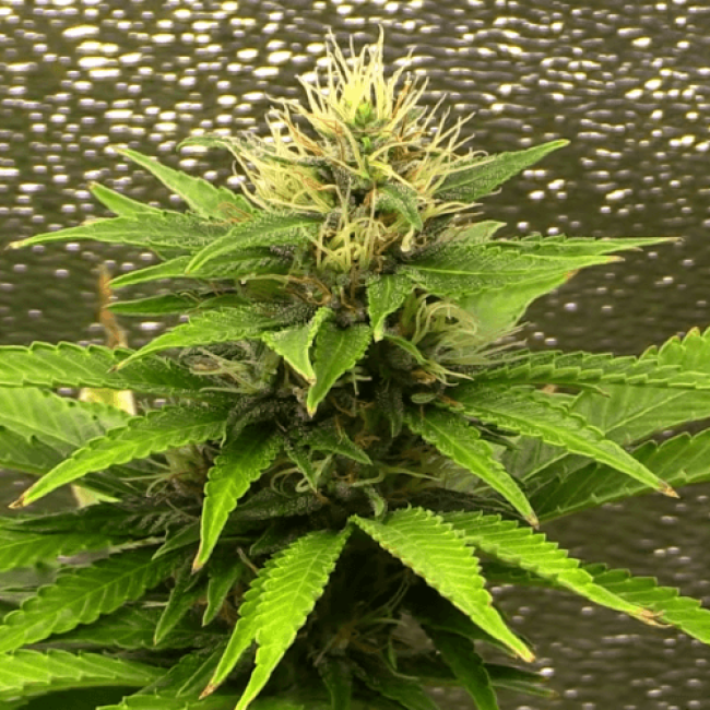 Семена конопли Auto Silver Bullet Fem