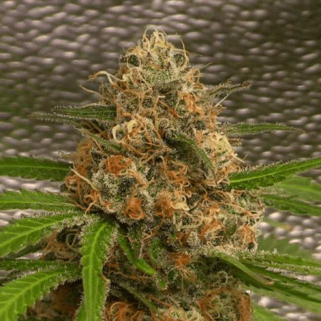 Семена конопли Auto Silver Bullet Fem
