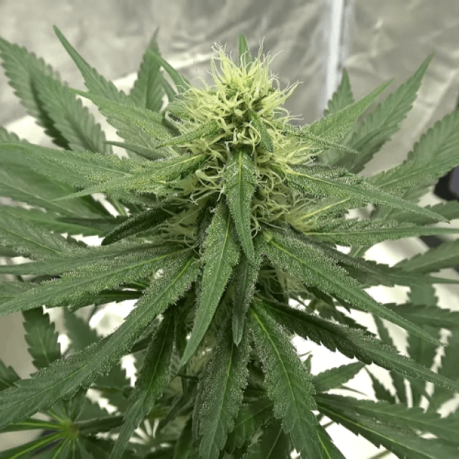 Насіння конопель Auto Skunk Mass Feminised