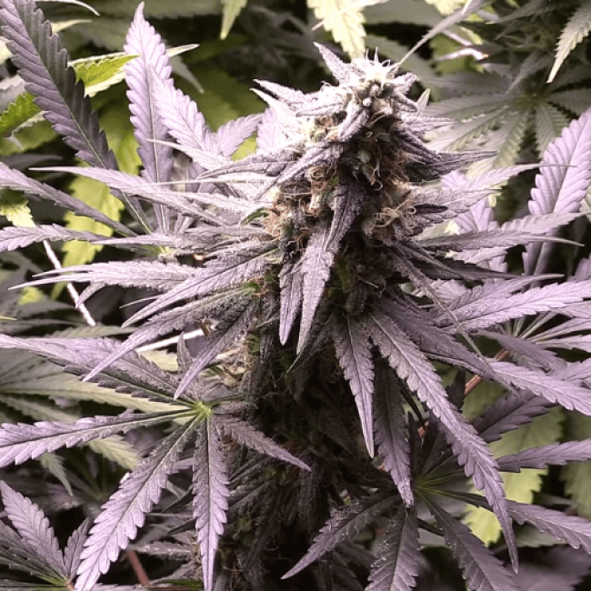 Насіння конопель Auto Skunk Mass Feminised