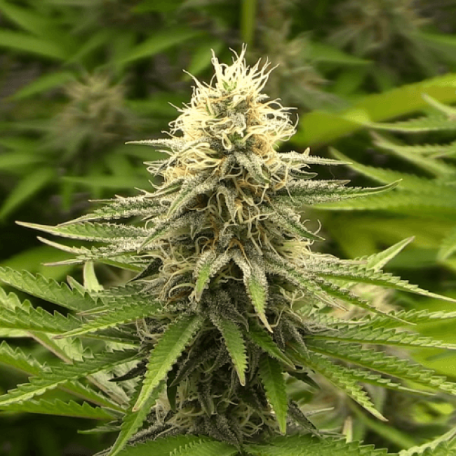 Насіння конопель Auto Skunk Mass Feminised